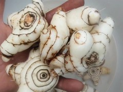 云南白芨苗 白芨直播苗 白芨馴化苗 白芨苗的價格圖1