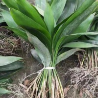 求購(gòu)蜘蛛抱蛋種子葉全科，質(zhì)量保持新鮮，根絲完整