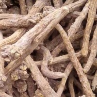 求購1-2年生黃芩10噸 ，不要求含量，陽枝沫子＜10%，泥粉＜1%，板藍根統(tǒng)貨 10噸（性價比）
