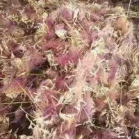 求購地經(jīng)2分滇樸10000棵地苗，地徑2分滇合歡10000棵地苗要云南貨