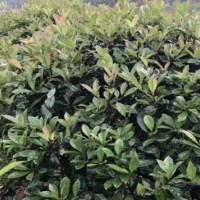 ?求購杜英10~12，海棠7~8，華東茶1.5米，紅楓6~7，紅葉石楠球1米