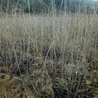 求購櫻桃地苗地經公分，數量100000棵，要云南貨