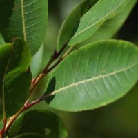 求購《楓楊》別名青錢柳高度1~1.2米，《甜葉菊》25~30分高度