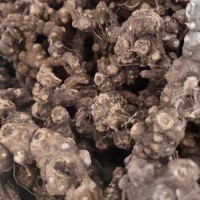 求購清原地區(qū)條形朱砂點(diǎn)蒼術(shù)干貨，圓塊朱砂點(diǎn)蒼術(shù)干貨。五味子干貨