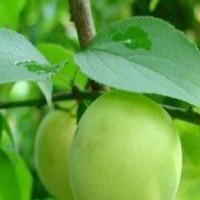 求購青梅又叫酸梅，仁面子樹，粗度2--4公分的