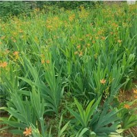 求購(gòu)射干苗，數(shù)量一千萬(wàn)，規(guī)格15公分以的