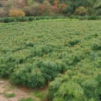 ?求購8/12黑杯或袋苗白皮松，高度50以上