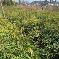 九葉青花椒苗，還有20萬左右
