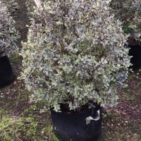 80一90高的花葉女貞球圖片 花葉女貞球供應商 花葉女貞球價格