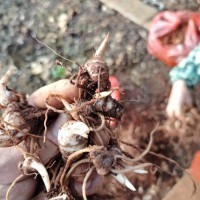 4月1日滇重樓3進(jìn)4起苗，數(shù)量不多，有需要的來(lái)公司喝茶聊天