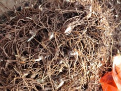 4月1日滇重樓3進4起苗，數量不多，有需要的來公司喝茶聊天圖4