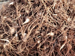 4月1日滇重樓3進4起苗，數量不多，有需要的來公司喝茶聊天圖3