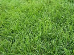 批發:進口草種子，國產牧草種子，花草種子，灌木種子圖3