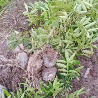 藍莓嫁接成活后的圖片視頻，藍莓樹的嫁接方法：單芽切接法