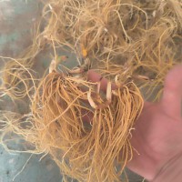 【精品射干苗】大型專業(yè)育苗基地，射干苗，一手貨源 量大從優(yōu) 歡迎訂購