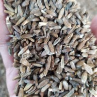 【精品芍藥苗】芍藥苗，白芍苗供應(yīng)，1年苗、2年苗基地直供，一手貨源