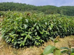 油茶苗的種植栽培技術   油茶苗基地批發   油茶苗價格多少錢一棵圖3