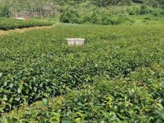油茶苗的種植栽培技術   油茶苗基地批發   油茶苗價格多少錢一棵圖2