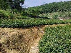 南寧林科院油茶苗基地   附近油茶苗基地   高產油茶苗批發基地圖2