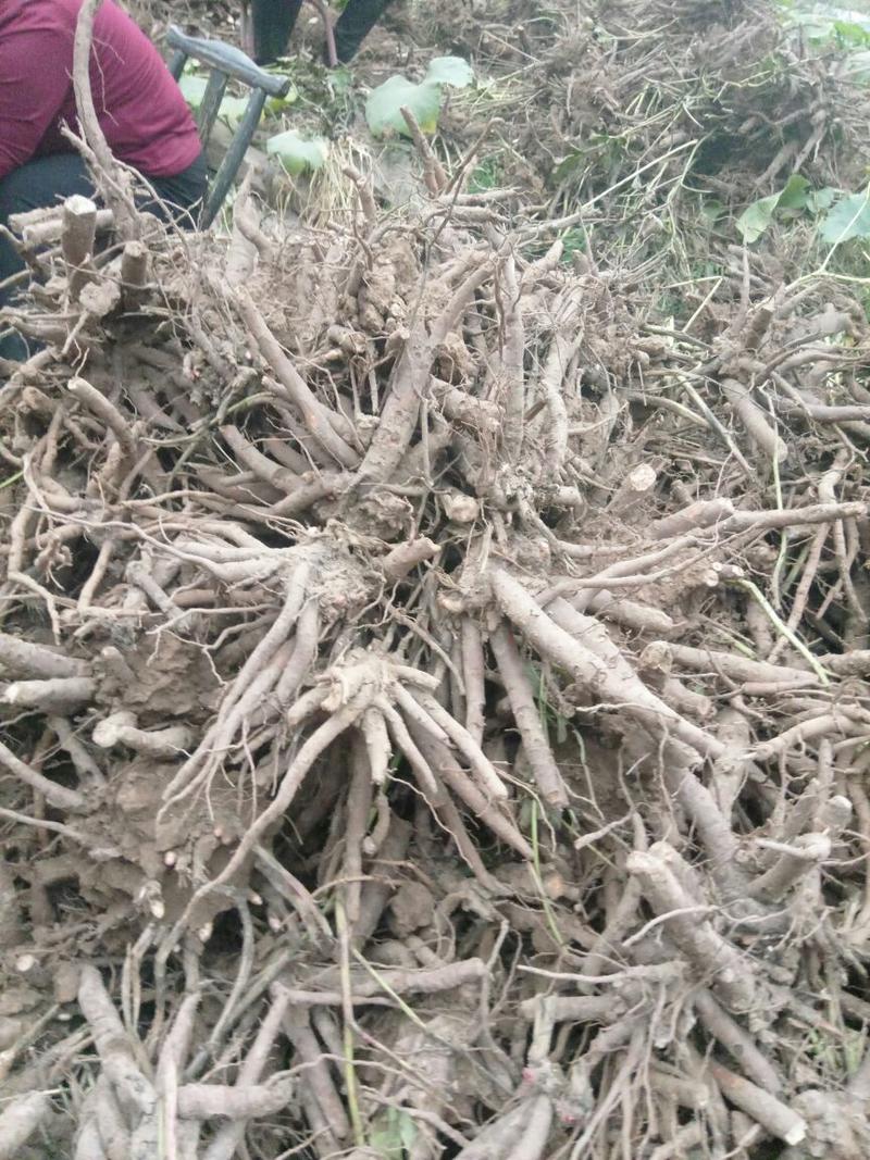 白芍五年生鮮白芍根產地供貨適應性強，南北各地都可以