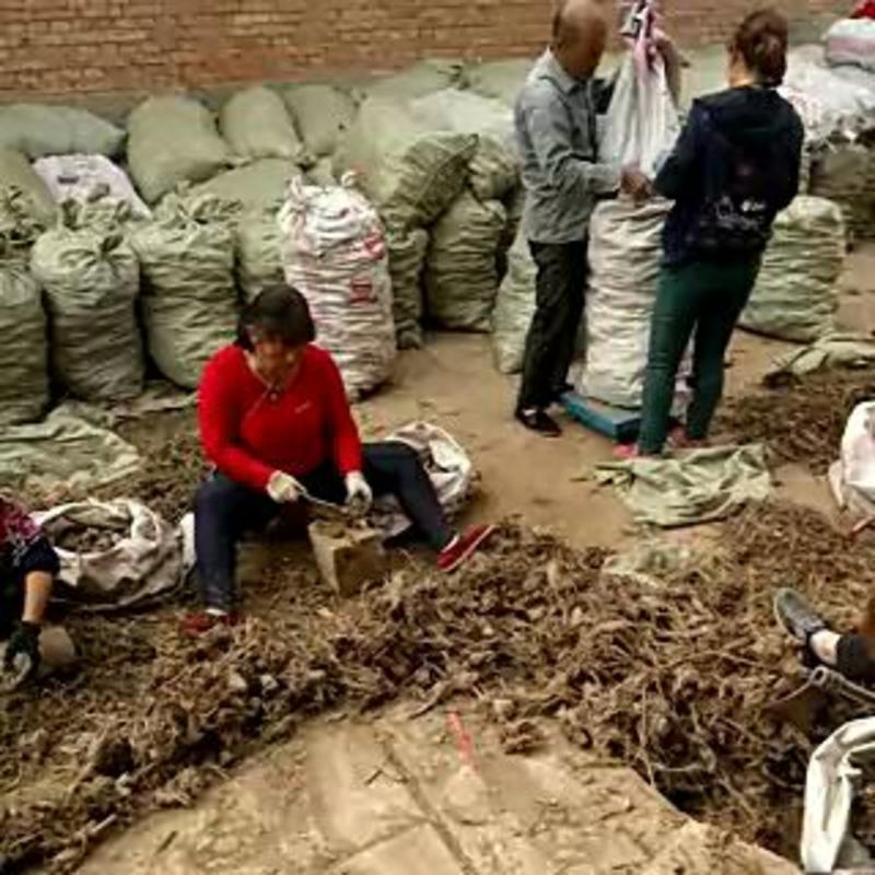白芍五年生鮮白芍根產地供貨適應性強，南北各地都可以