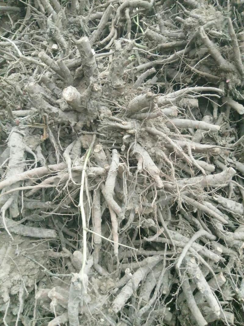 白芍五年生鮮白芍根產地供貨適應性強，南北各地都可以