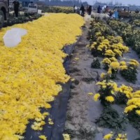 何首烏苗 產(chǎn)地一手貨源充足 包技術(shù)上門收購(gòu)何首