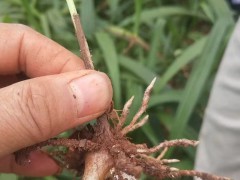 大白芨苗|云南富源縣奇草農業有限公司圖2