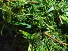 本基地主產山銀花，玉竹，石菖蒲，龍芽百合，白術，黃精，金果欖，黃柏，杜通等中藥材及種子種苗，歡迎全國各地有需要的藥企，有實力的藥材經銷商，前來洽談合作事宜圖3