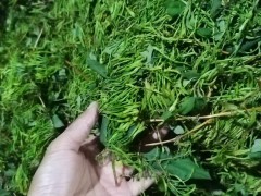 本基地主產山銀花，玉竹，石菖蒲，龍芽百合，白術，黃精，金果欖，黃柏，杜通等中藥材及種子種苗，歡迎全國各地有需要的藥企，有實力的藥材經銷商，前來洽談合作事宜圖4