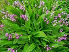 云南白芨種子價(jià)格  云南白芨種植基地在哪里  云南白芨市場(chǎng)價(jià)格多少一斤圖2