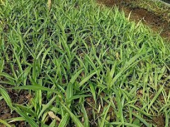 云南白芨種子價(jià)格  云南白芨種植基地在哪里  云南白芨市場(chǎng)價(jià)格多少一斤圖3