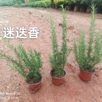迷迭香苗多少錢(qián)一顆