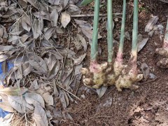 云南干姜的倉儲量如何？圖2