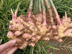 云南干姜的倉儲量如何？圖3