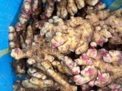 云南干姜的倉儲量如何？圖5