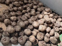 魔芋種子的種植成本和利潤是多少？圖3