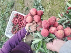 荔枝批發價 荔枝批發市場在哪里圖2