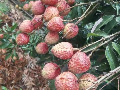 荔枝批發價 荔枝批發市場在哪里圖3