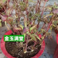 牡丹盆栽 年宵貨可以出了，過年牡丹切枝 可以出貨了