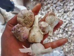 云南基地大蒜正?發在?貨，需要來拉17787503139圖5