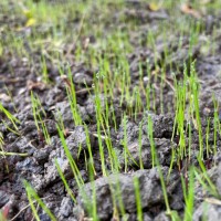 草坪種子、狗牙根種子、高羊茅種子、早熟禾種子、黑麥草種子