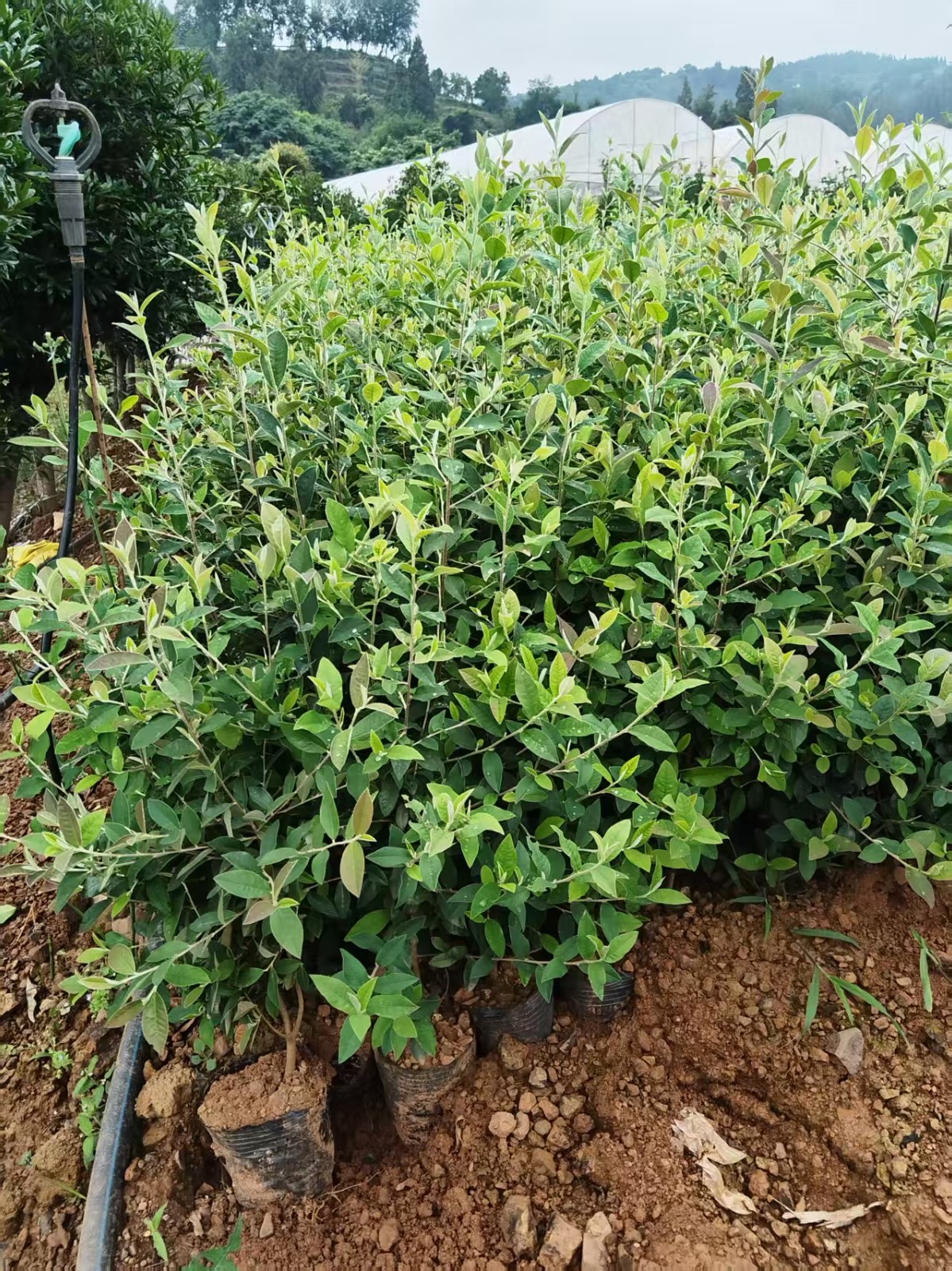 牛筋木 牛筋木苗價格 圖片區別